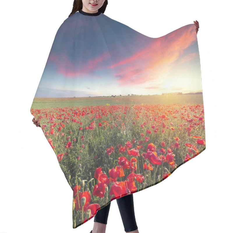 Personality  Wunderful Poppy Field In Late May Nature, Flower Hair Cutting Cape