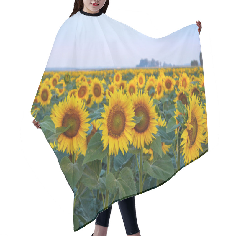 Personality  A Beautiful Sunflower Field Hair Cutting Cape