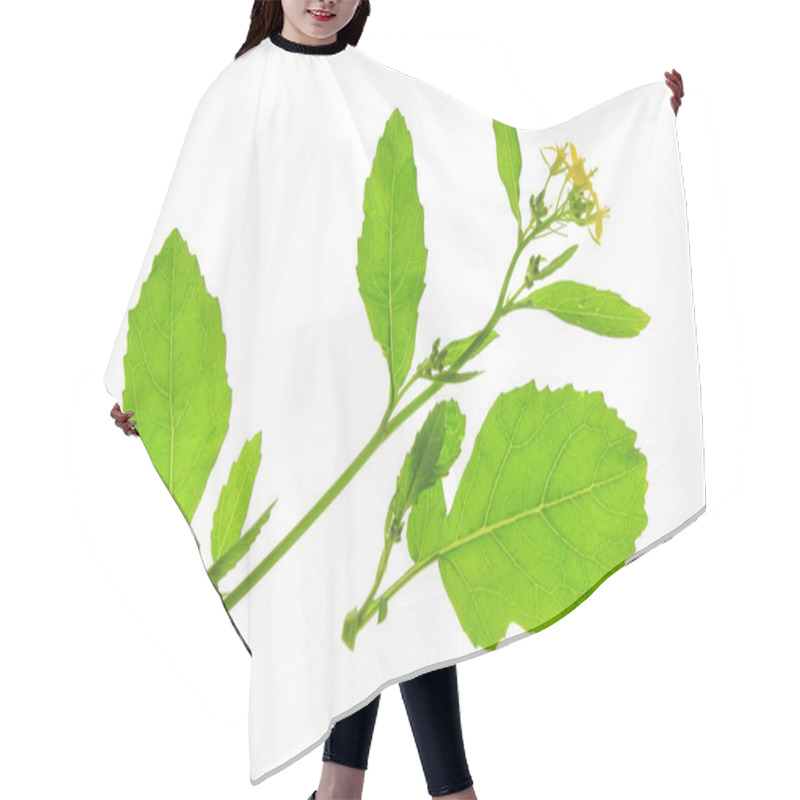 Personality  Brassica Nigra Hair Cutting Cape