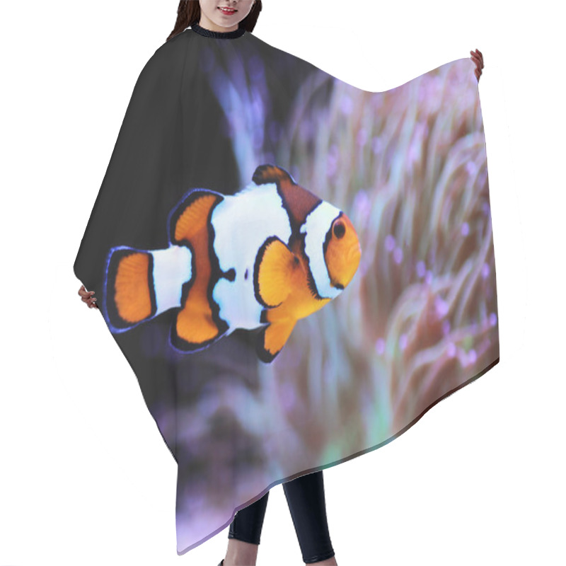 Personality  Snow Onyx Clownfish - (Amphriprion Ocellaris X Amphriprion Percula) Hair Cutting Cape