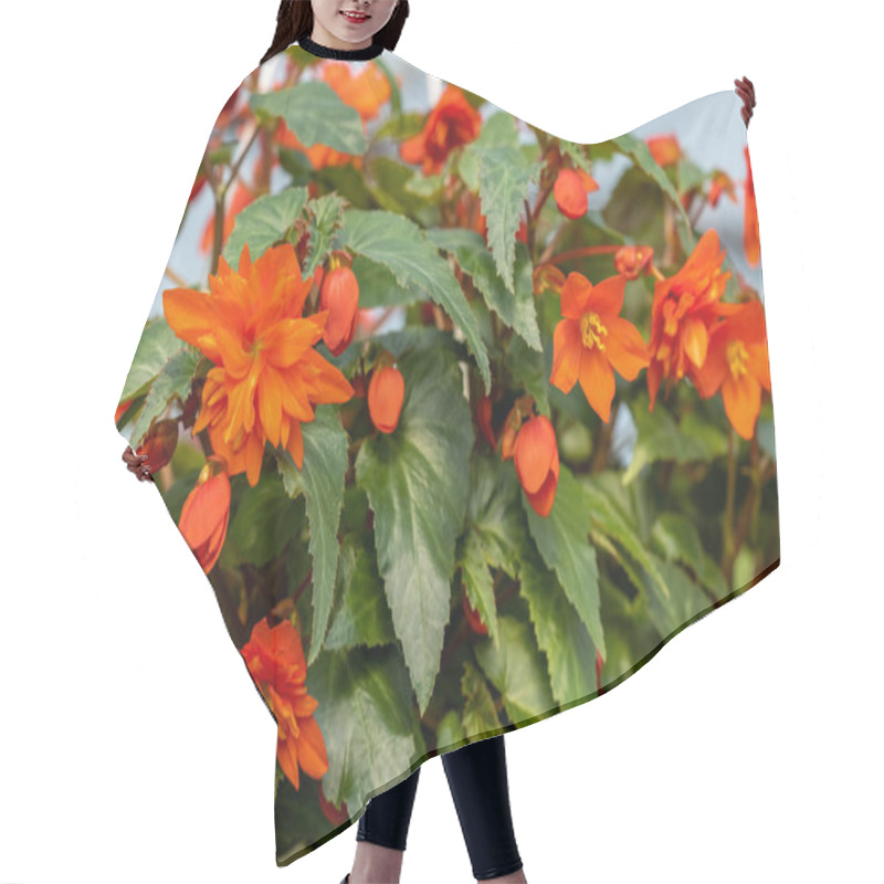 Personality  Close Up Of Begonia Illumination Orange Flowers  Hair Cutting Cape