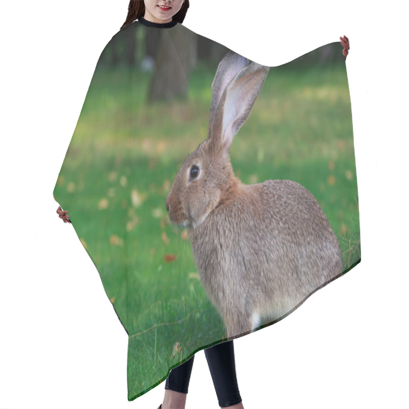 Personality  The Gray Rabbit Hair Cutting Cape