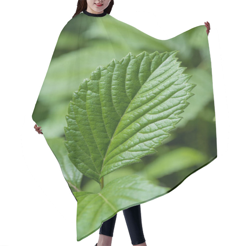 Personality  Close-up View Of Green Strawberry Leaf On Blurred Nature Background Hair Cutting Cape