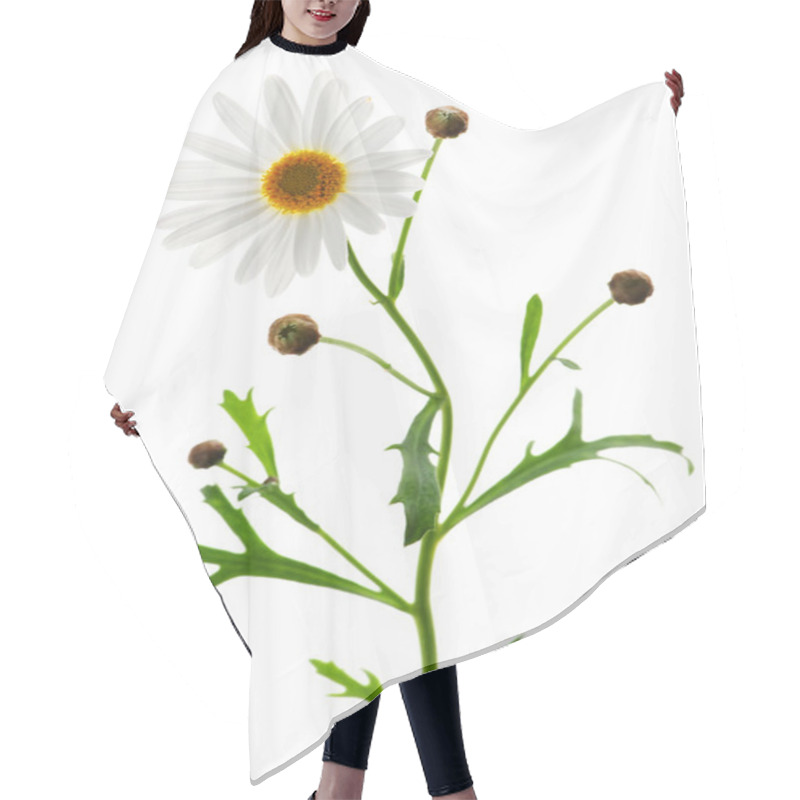 Personality  Daisy Plant With A Flower Isolated On White Background Hair Cutting Cape