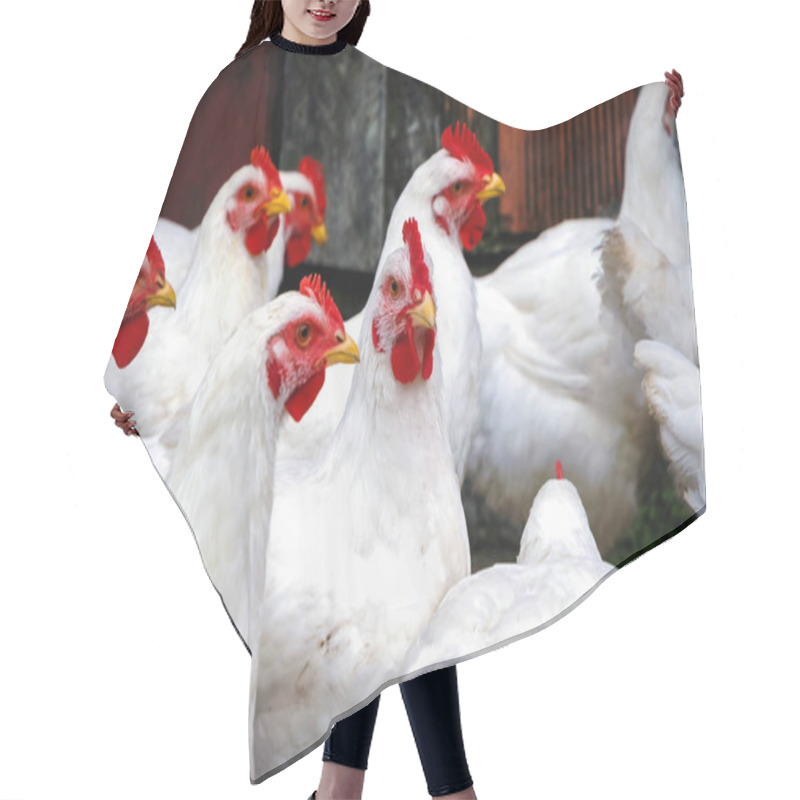 Personality  Chickens In Poland Hair Cutting Cape