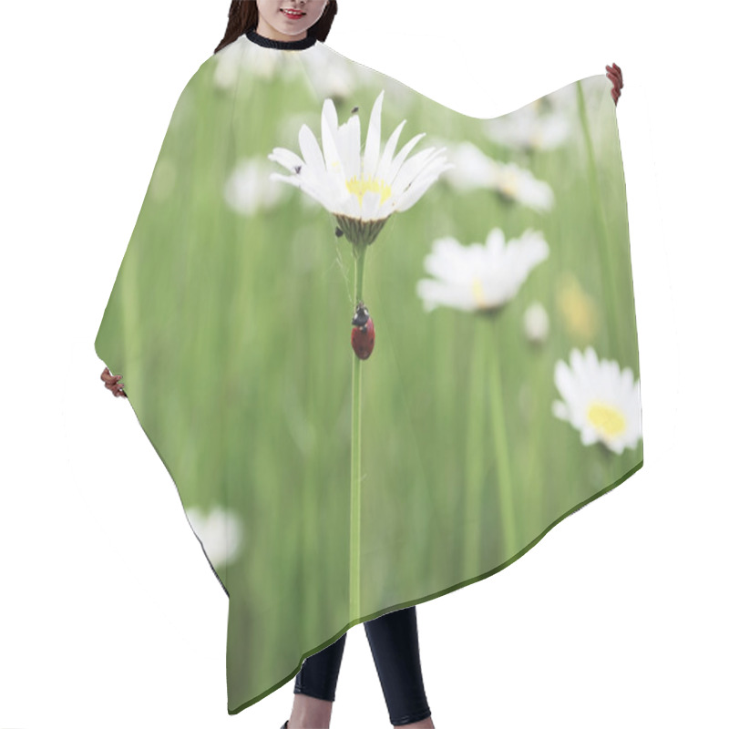 Personality  Field Of Daisy Flowers Hair Cutting Cape