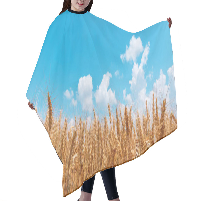 Personality  Golden Wheat Field Panoramic Low Angle View Hair Cutting Cape