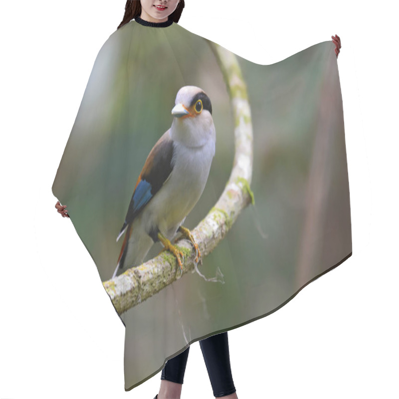 Personality  Silver-breasted Broadbill Bird Hair Cutting Cape