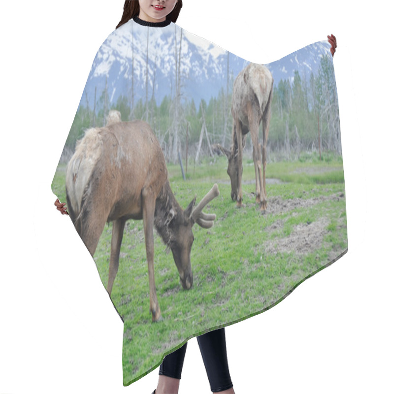 Personality  Herd Of Elk, Alaska Hair Cutting Cape