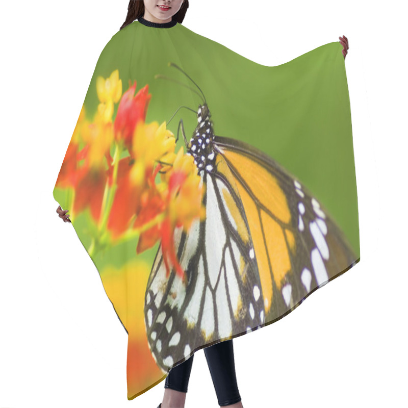 Personality  Monarch Butterfly Feeding On Flower Hair Cutting Cape