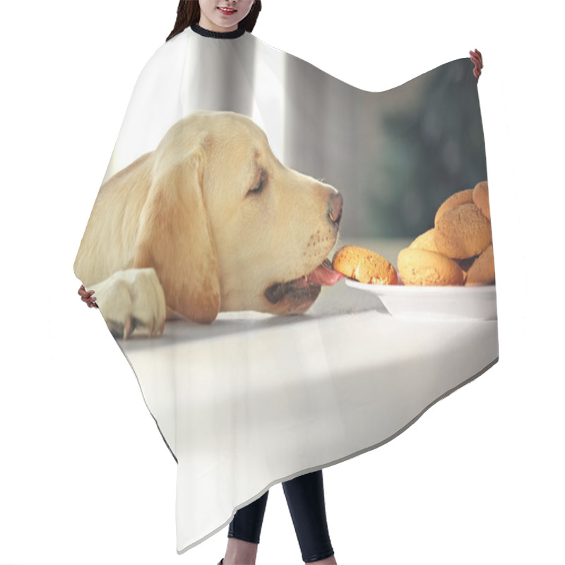 Personality  Cute Labrador Dog Eating Cookies Hair Cutting Cape