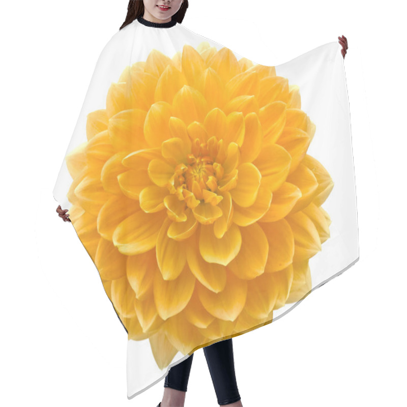 Personality  Beautiful Dahlia Flower Isolated On White Background. Hair Cutting Cape