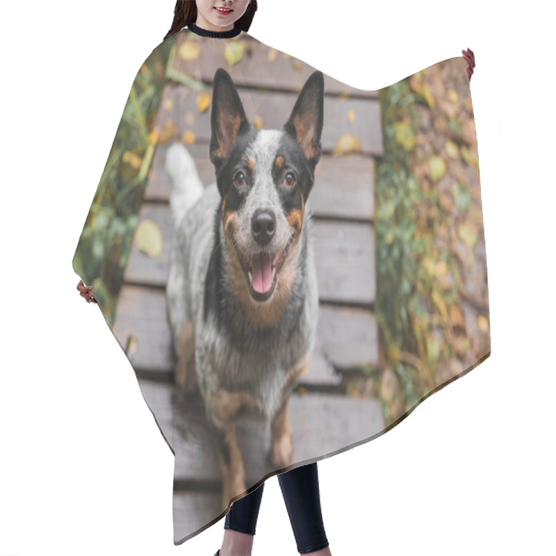 Personality  Young Blue Heeler Dog Playing With Leaves In Autumn. Happy Healthy Dog. Hair Cutting Cape