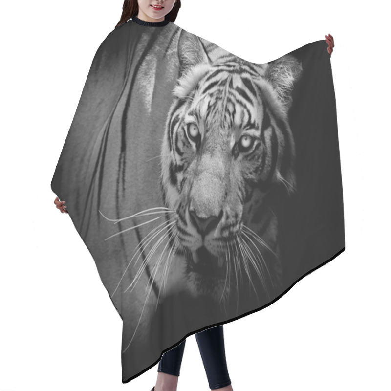 Personality  Black And White Tiger Looking His Prey And Ready To Catch It. Hair Cutting Cape