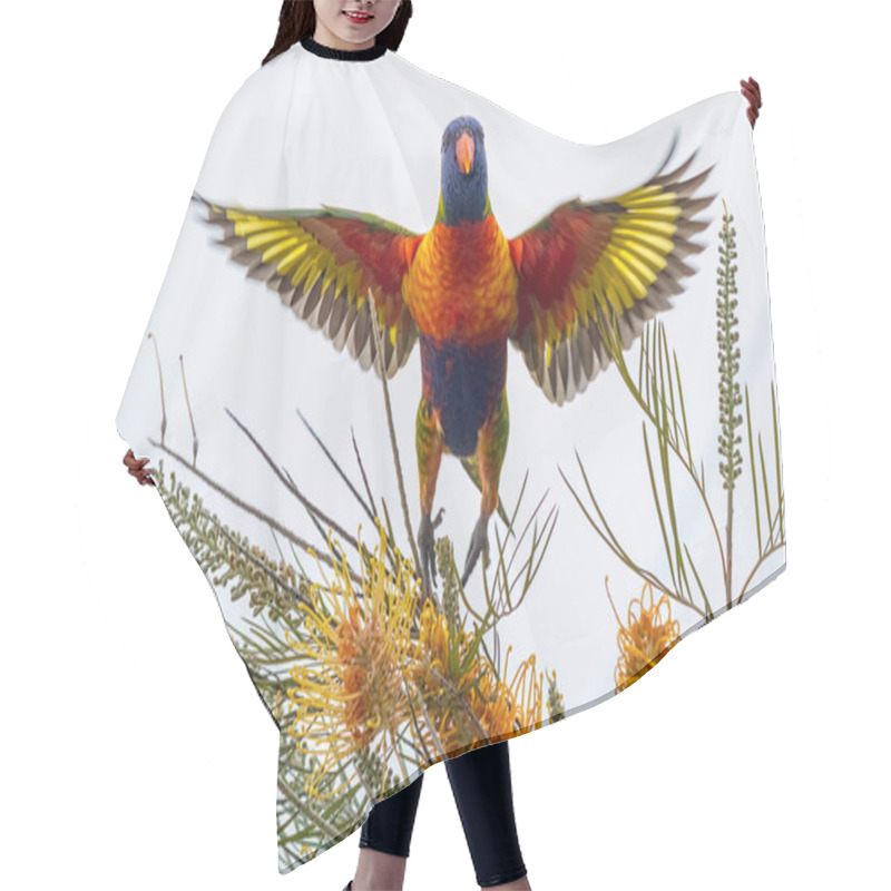 Personality  Rainbow Lorikeet Taking Off With Wingspan Hair Cutting Cape