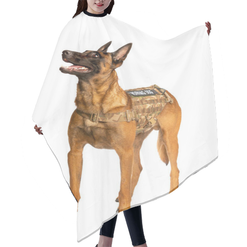 Personality  Belgian Malinois Dog In Front Of A White Background Hair Cutting Cape