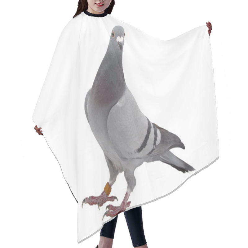 Personality  Grey Sport Pigeon Isolated On White Hair Cutting Cape