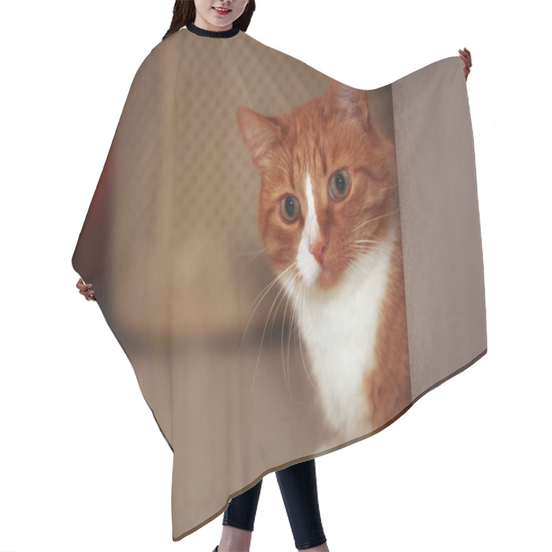 Personality  Portrait Of A Red Cat Hair Cutting Cape