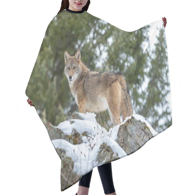 Personality  A Coyote Searches For A Meal In The Snowy Mountains Of Montana. Hair Cutting Cape