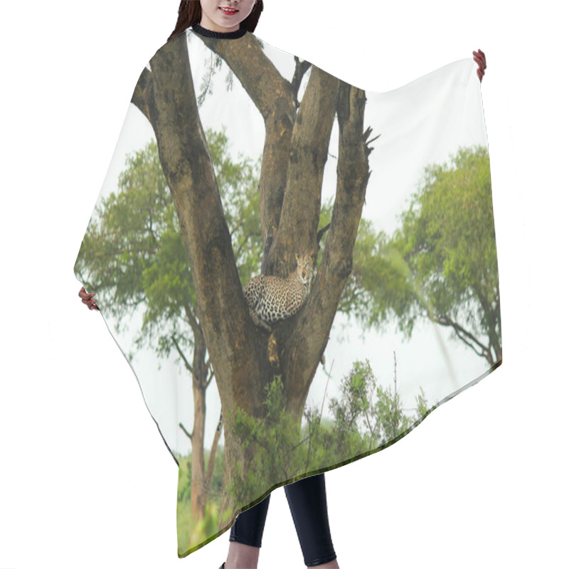 Personality  A Leopard Resting In A Tree. High Quality Photo Hair Cutting Cape