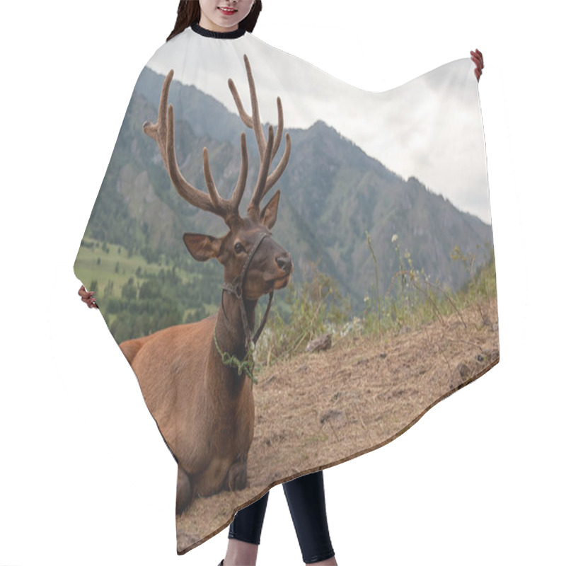 Personality  Close-up Of A Beautiful Brown Deer With Large Horns Lies And Looks Into The Camera Against A Backdrop Of A Mountain Landscape And A Blue Sky. Portrait Of A Deer In The Altai Mountains Hair Cutting Cape