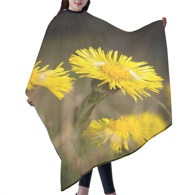 Personality  Coltsfoot Medical First Flower On Spring - Latin Name Tussilago  Hair Cutting Cape