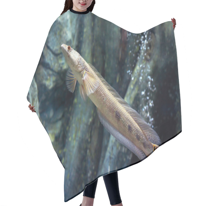 Personality  Great Snakehead In The Aquarium Hair Cutting Cape