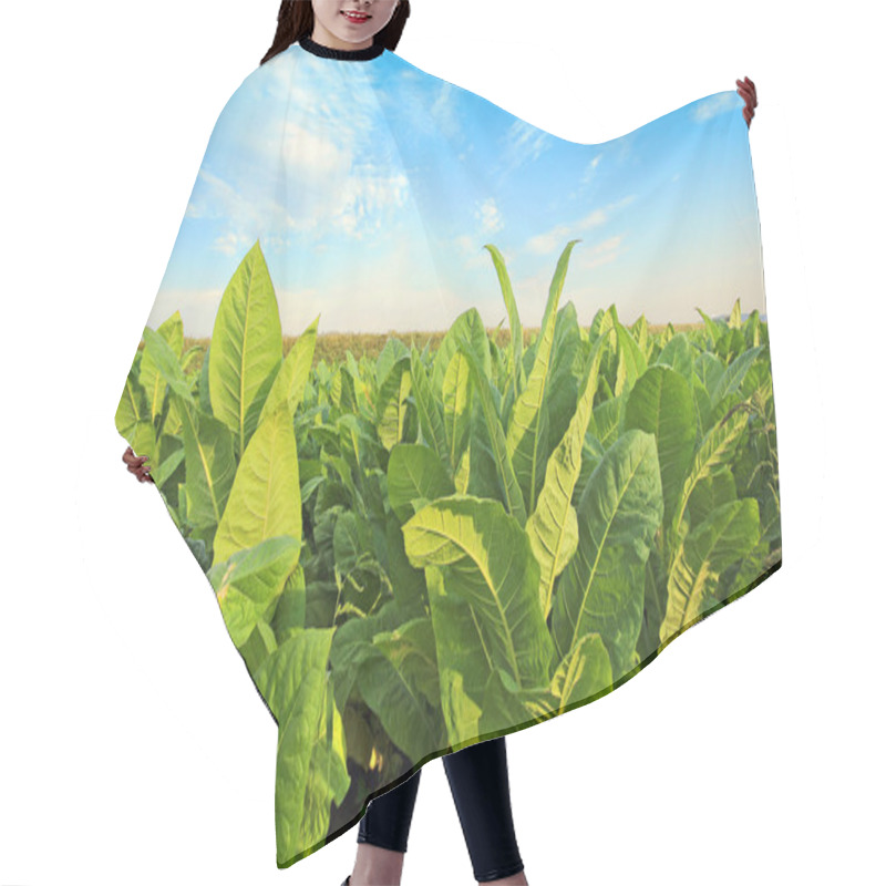 Personality  Growing Tobacco On A Field In Poland Hair Cutting Cape