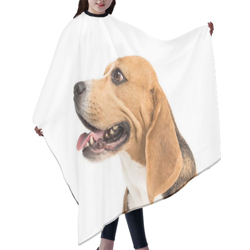 Personality  Cute Beagle Dog Hair Cutting Cape