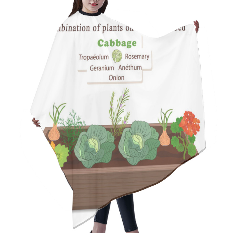 Personality  Growing Vegetables And Plants On One Bed. Cabbage, Onion, Flowers Of Geranium And Nasturtium Hair Cutting Cape