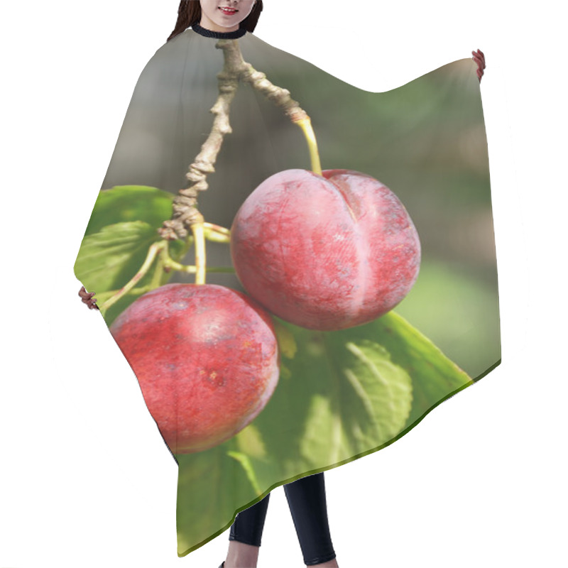 Personality  Couple Of Plum On Tree Branch Hair Cutting Cape