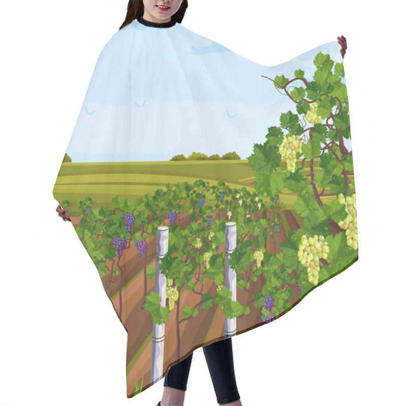 Personality  Vineyard Growing Harvest Vector. Beautiful Summer Backgrounds Hair Cutting Cape