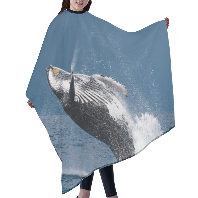 Personality  Jump Humpback Whale, Hair Cutting Cape