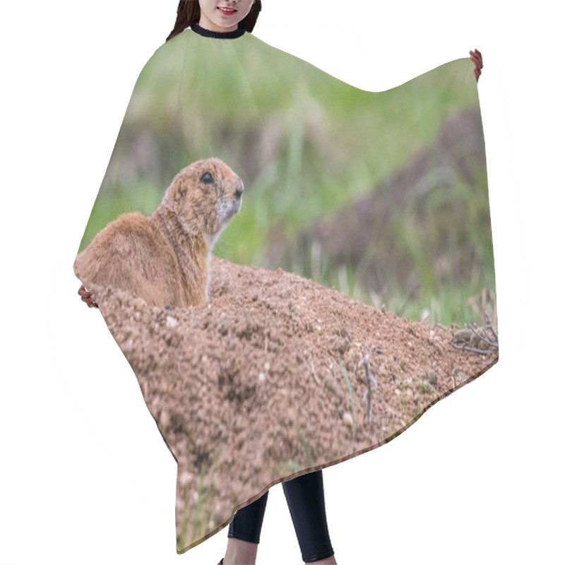 Personality  Prairie Dogs In Custer State Park, South Dakota Hair Cutting Cape