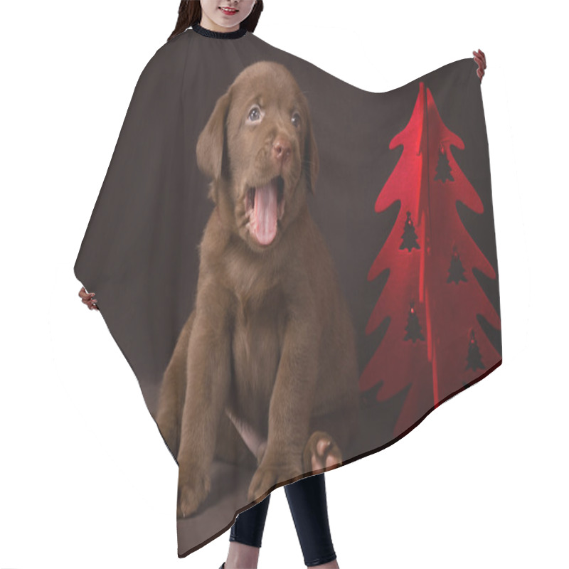 Personality  Chocolate Labrador Puppy Sitting On Brown Background Near The Christmas Tree And Yawns Hair Cutting Cape