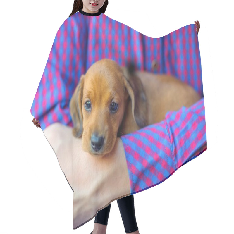 Personality   Cute Dachshund Puppy Hair Cutting Cape