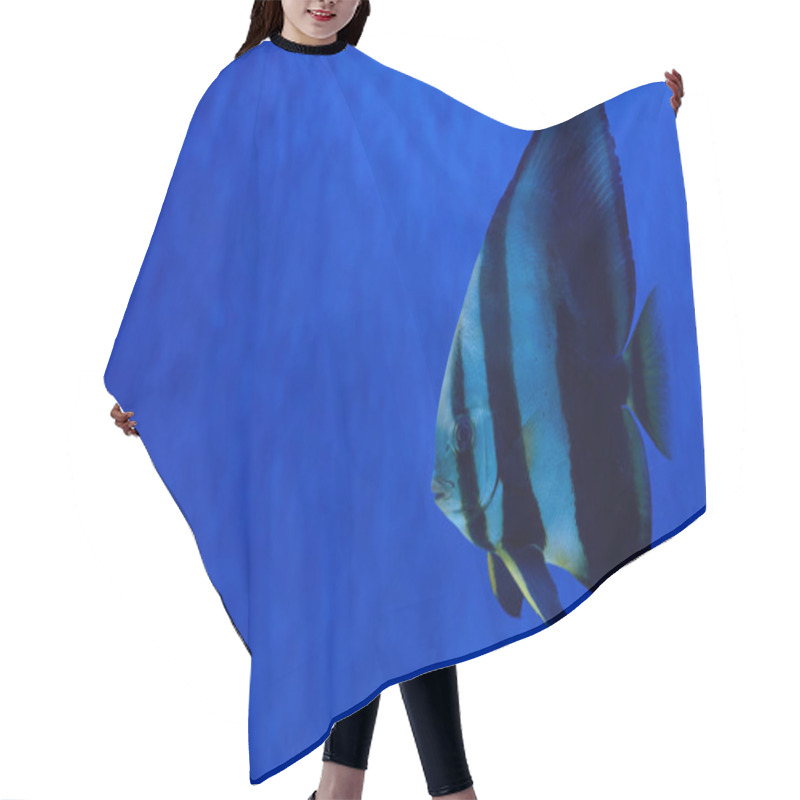 Personality  Striped Fish Swimming Under Water In Aquarium With Blue Lighting Hair Cutting Cape