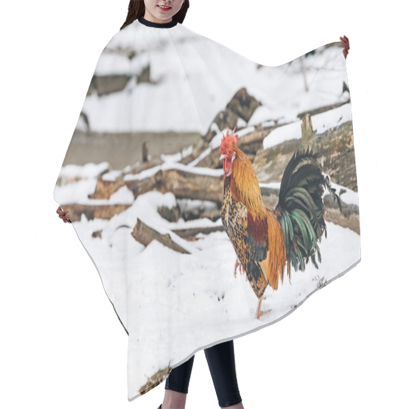 Personality  Beautiful Homemade Cock Walks In The Park On A Winter Day. Hair Cutting Cape