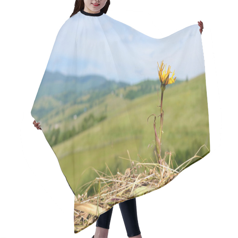 Personality  The Flower On The Hay On Background Of Mountains Carpathians, Uk Hair Cutting Cape