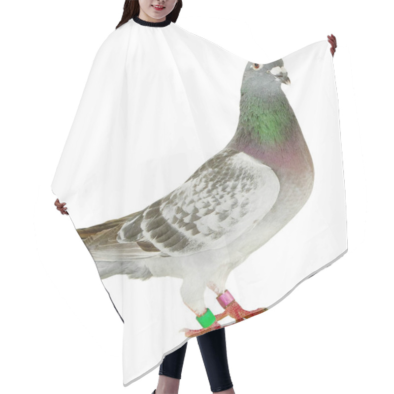 Personality  Full Body Of Speed Racing Pigeon Bird Standing Isolate White Bac Hair Cutting Cape