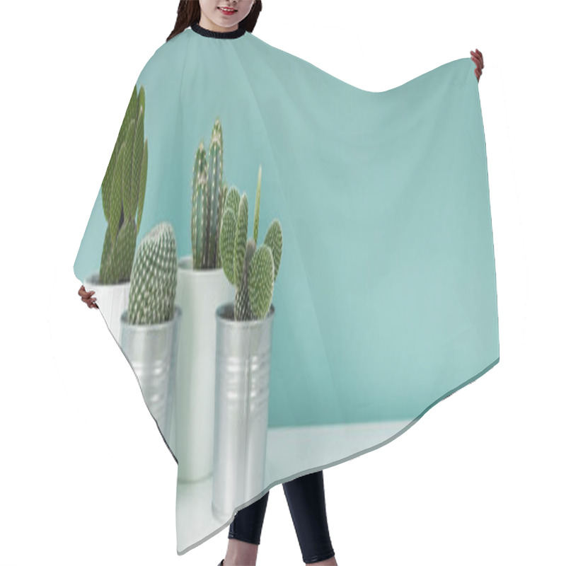 Personality  Modern Room Decoration. Collection Of Various Potted Cactus House Plants On White Shelf Against Pastel Turquoise Colored Wall. Cactus Plants Banner. Hair Cutting Cape