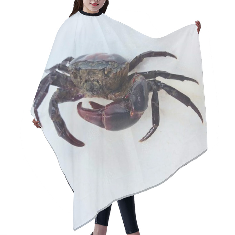 Personality  Rice Field Crab Isolated On White Background Hair Cutting Cape