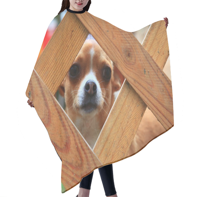 Personality  Chihuahua Hair Cutting Cape