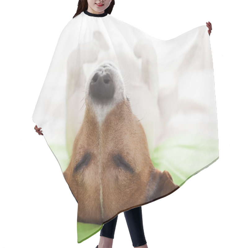 Personality  Dog In Bed  Hair Cutting Cape