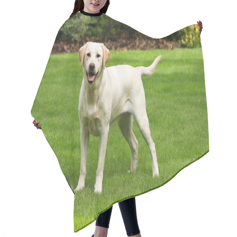 Personality  Yellow Labrador Retriever Hair Cutting Cape