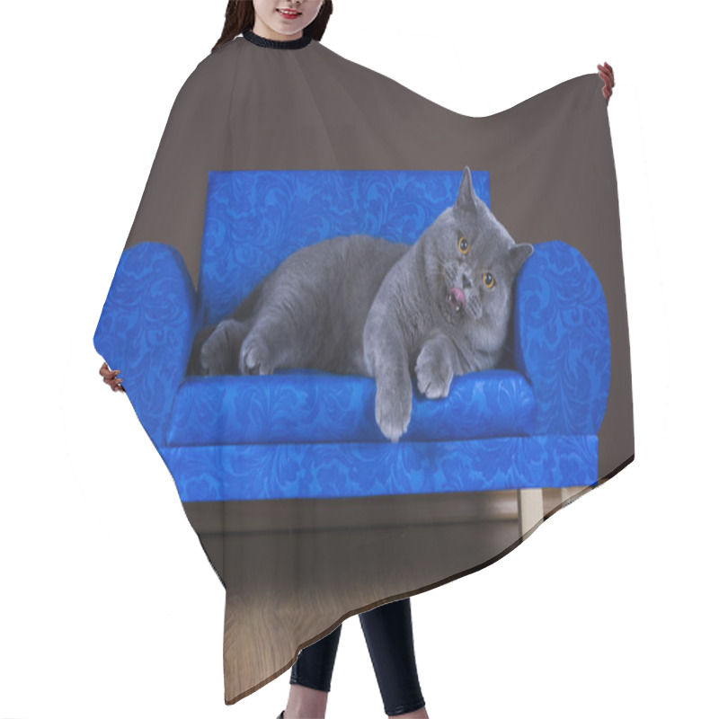 Personality  Big British Cat Resting On The Couch Hair Cutting Cape