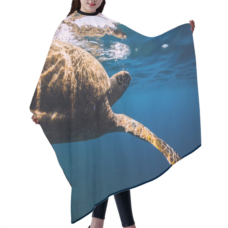 Personality  Sea Turtle Swim In Blue Ocean. Green Sea Turtle Underwater Hair Cutting Cape