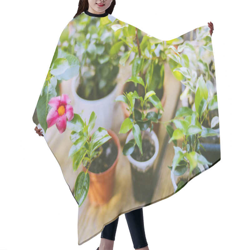 Personality  Gardeners Hand Planting Flowers In Pot With Dirt Or Soil.  Hair Cutting Cape