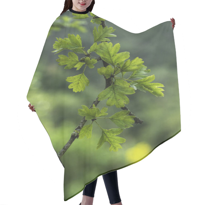 Personality  Close-Up Of Vibrant Hawthorn Leaves On A Branch Against A Soft Green Bokeh Background In Springtime Hair Cutting Cape