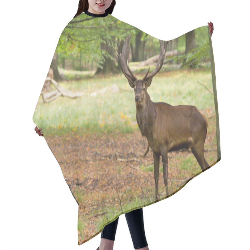 Personality  Deer In A Forest Hair Cutting Cape